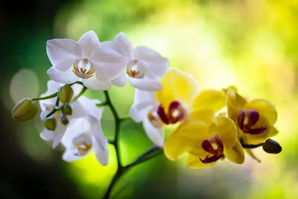 Närbild Vackra Miniatyr Vita Och Gula Phalaenopsis Orkidé Blommor Blom Stockfoto