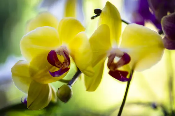 Närbild Vackra Phalaenopsis Orkidé Blommor Blom Royaltyfria Stockbilder