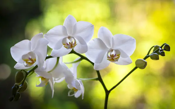Nahaufnahme Von Schönen Weißen Miniatur Phalaenopsis Orchideenblumen Blüte Stockfoto