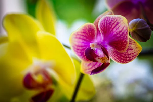 Güzel Minyatür Falaenopsis Orkide Çiçeklerinin Çiçek Açışını Yakından Izle Telifsiz Stok Fotoğraflar