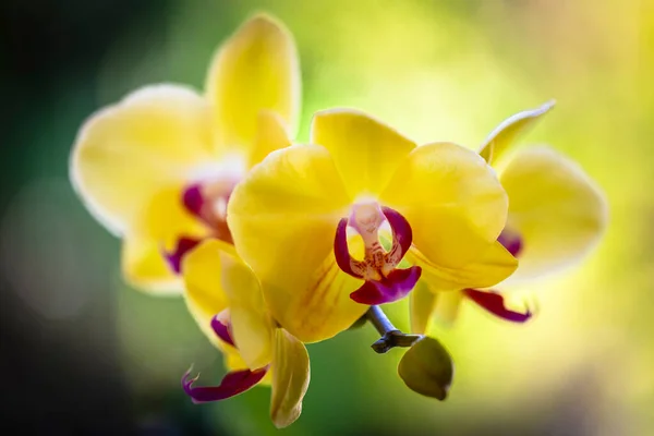 Vista Cerca Hermosas Flores Orquídea Phalaenopsis Amarillas Flor Imágenes de stock libres de derechos