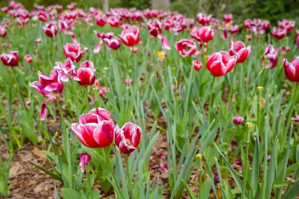 Tulips Atlanta Botanical Garden Georgia Stockfoto