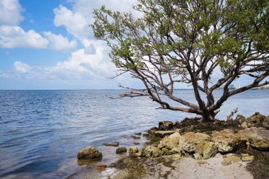 Miami 'deki Rickenbacker Geçidi' ndeki halk plajı.