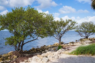 Miami 'deki Rickenbacker Geçidi' ndeki halk plajı.