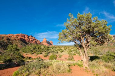 Arizona 'daki Sedona' nın güzel manzarası