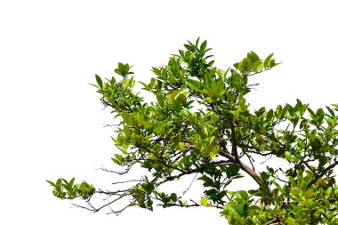 green bush isolated on white background.	