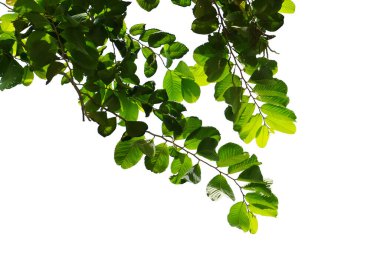 green bush isolated on white background.	