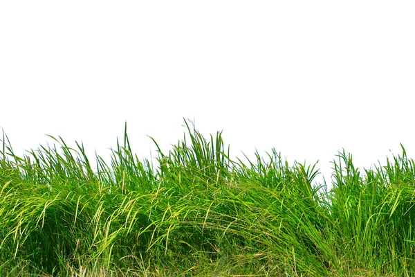 Grass Isolated White Background — Stockfoto