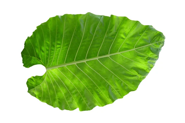 stock image leaf  isolated on white background.