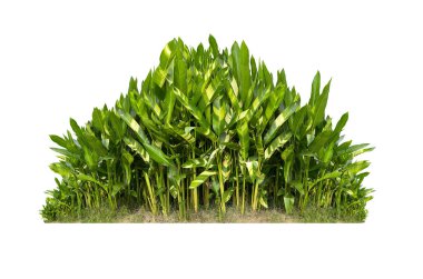 Beyaz arkaplanda yeşil çalı izole.