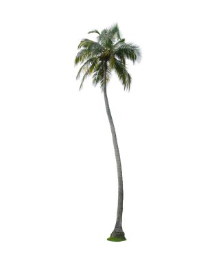 Beyaz arkaplanda yeşil çalı izole.