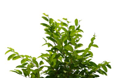 leaf isolated on white background.	