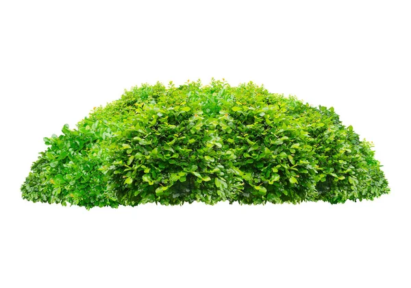 Arbusto Verde Aislado Sobre Fondo Blanco — Foto de Stock