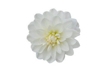 flower isolated on white background.  	