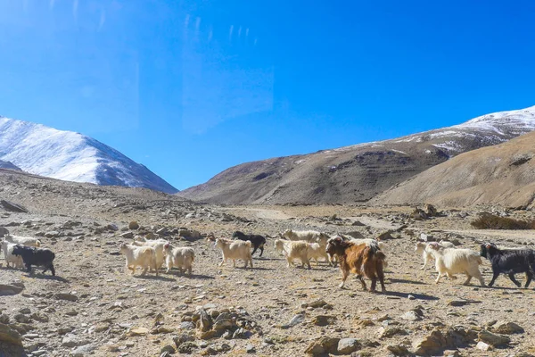 Landscape view of Ladakh India.Himalayas, Ladakh, India