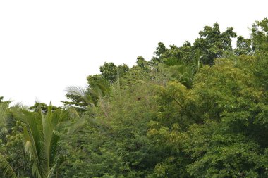 Beyaz arkaplanda yeşil çalı izole