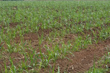 Tayland 'da şeker kamışı tarlası, tarım,