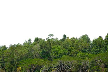 Beyaz Arkaplanda Orman İzole Edildi.