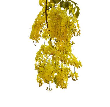 yellow flower isolated on white background.	