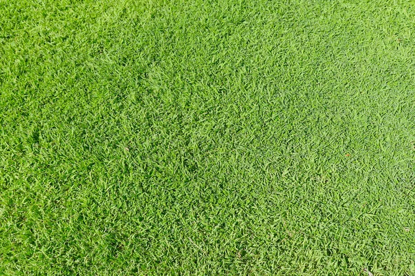 Green Grass Background Growth Environment — Stock Photo, Image