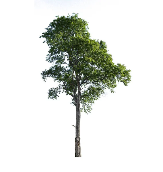 Tree Isolated White Background — 스톡 사진