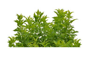 Green bush isolated on white background.	