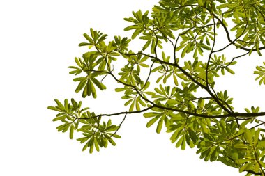 Green leaf isolated on white background.	