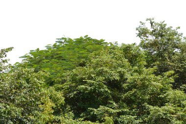 Beyaz arkaplanda yaprak izole edildi.