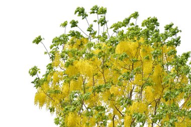 green tree branch isolated on white background.	