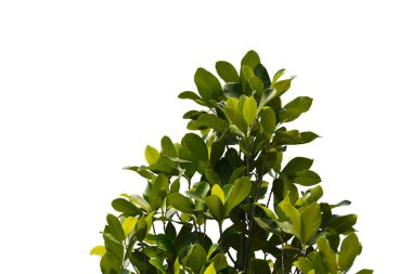 leaf  isolated on white background.	