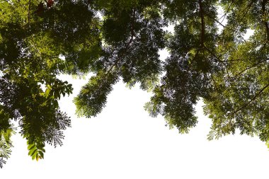 Beyaz arkaplanda yaprak izole edildi.