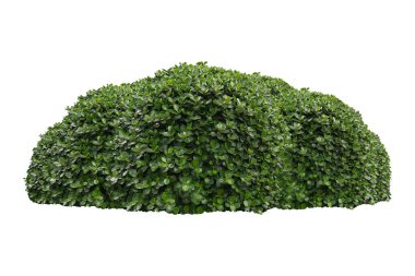 green bush on white background.	