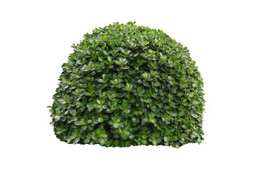 green bush on white background.	