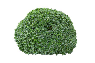 green bush on white background.	