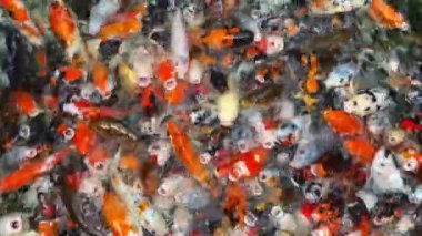 Havuzda yüzen renkli sazan balığı..