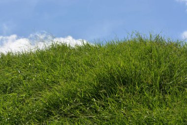 Green grass and blue sky background. clipart