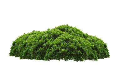 Yeşil çalı şeffaflık arkaplanını izole etti.