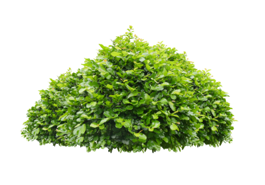 Yeşil çalı şeffaflık arkaplanını izole etti.