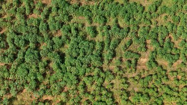 Cassava tarlalarının havadan görünüşü.