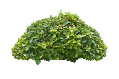 Yeşil çalı şeffaflık arkaplanını izole etti.