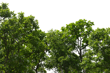 Ağaç izole edilmiş şeffaflık arkaplanı.