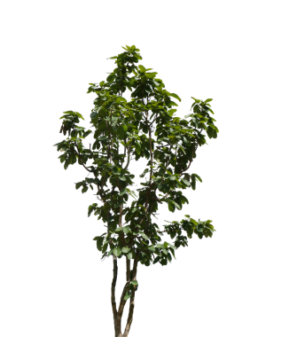 Ağaç izole edilmiş şeffaflık arkaplanı.