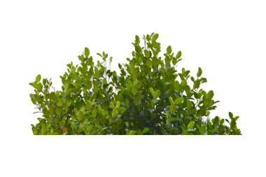 Yeşil çalı şeffaflık arkaplanını izole etti.