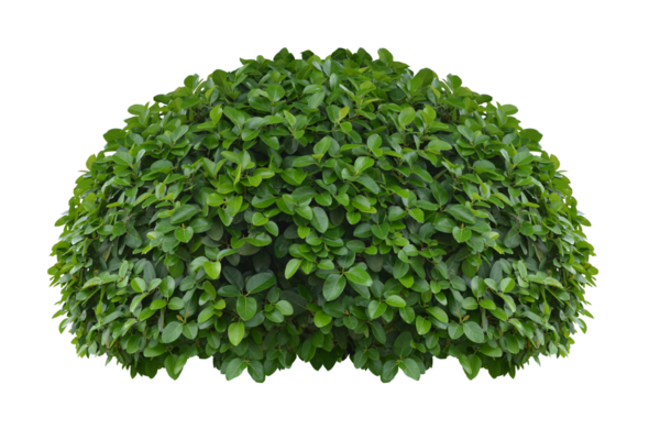 çalılık yalıtılmış şeffaflık arkaplanı.