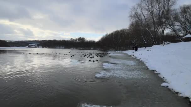 우크라이나 Chernihiv에서 강에서 오리를 고품질 Fullhd — 비디오