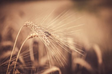 Triticale Ears 'ın son derece detaylı kenar görüntüsü. Tarladaki Buğday ve Çavdar Tanesi Melezi hasat edilmeye hazır. Boşluğu Kopyala ile Bulanık Arkaplan.