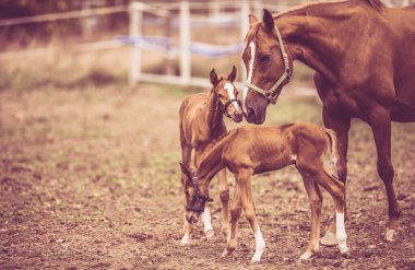 Chestnut Horse Mare, Paddock 'ta iki yeni doğan ikiz yavrusuna bakıyor. Hayvan Anneliği.