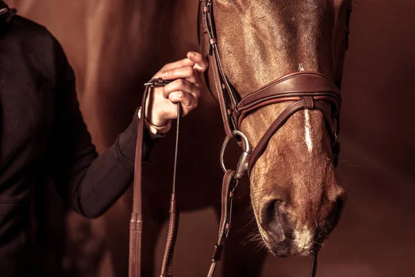 Rider Hand Aanraken Van Het Hoofd Van Horse Dearing Brown — Stockfoto