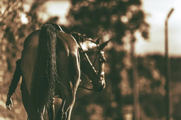 馬とライダー前方側に並んで歩く 人間と動物の愛と友情 スタブルでの余暇時間 リアビュー — ストック写真