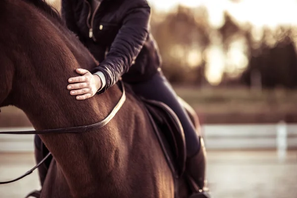 Vrouwelijke Ruiter Die Een Paard Zijn Nek Tikt Paardensport Thema — Stockfoto